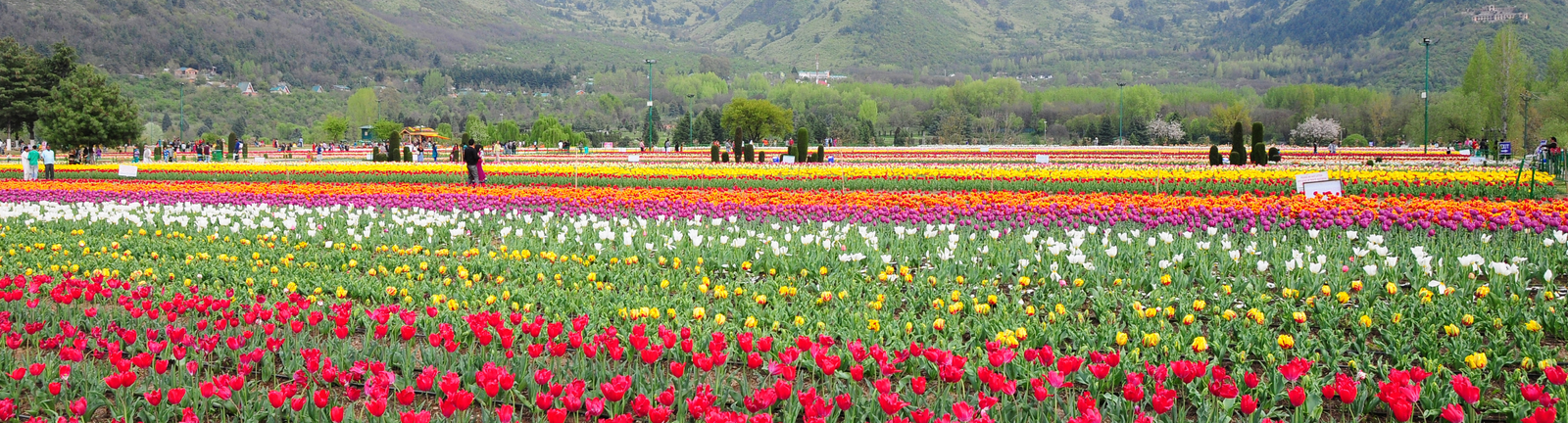 A Journey Through Kashmir’s Famous Tulip Garden