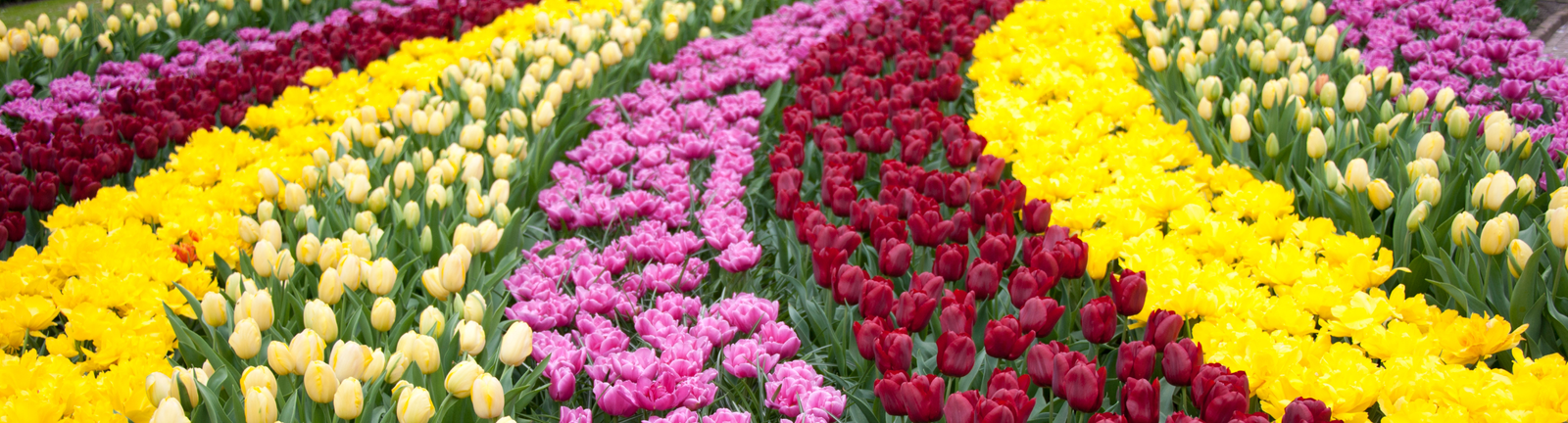 Exploring the Magic of Kashmir’s Mesmerizing Tulip Garden