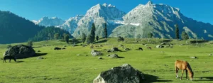 Sightseeing in Sonamarg with lush green meadow, grazing horses, and snow-capped Himalayan mountains in Kashmir